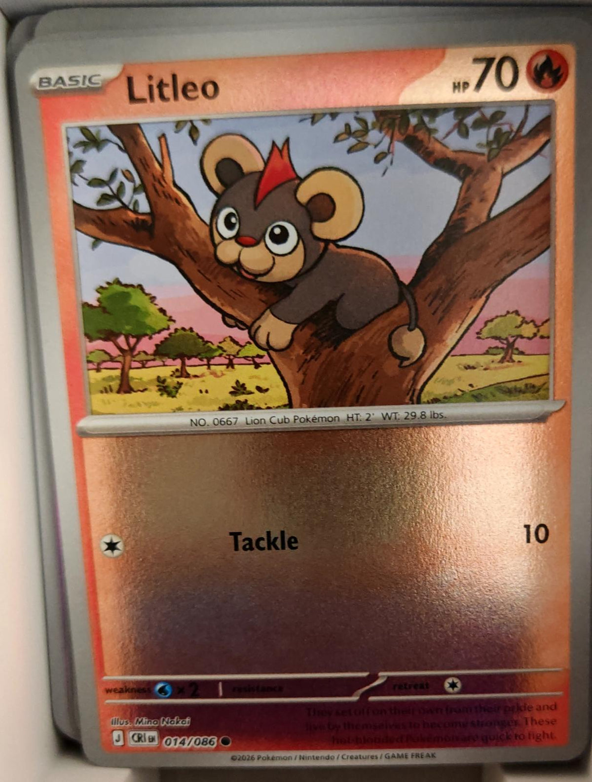 Litleo - 014/086 - Reverse Holo - CHAOS RISING - Pokemon - Common | AA38-59