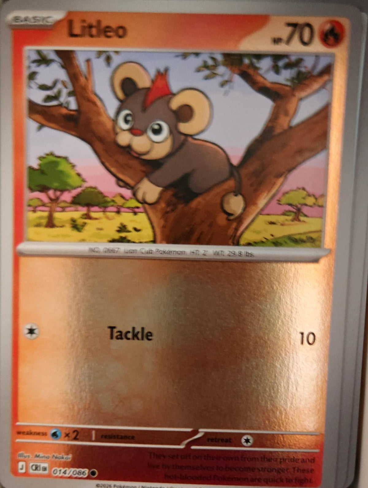 Litleo - 014/086 - Reverse Holo - CHAOS RISING - Pokemon - Common | AA31-51